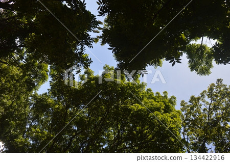 green leaves of trees 134422916