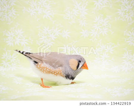 日本紙和爪哇麻雀（綠色） 134422919