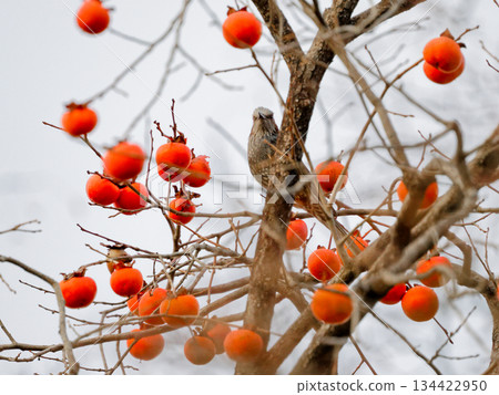 A brown-eared bulbul bird of the family Brachypidae foraging on persimmons A brown-eared bulbul bird of the family Brachypidae foraging on persimmons 134422950