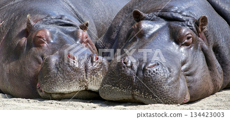 white rhino in the sand white rhino in the sand 134423003
