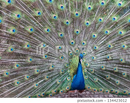 portrait of peacock 134423012