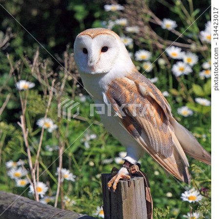 a beautiful bird on a wooden fence a beautiful bird on a wooden fence 134423017