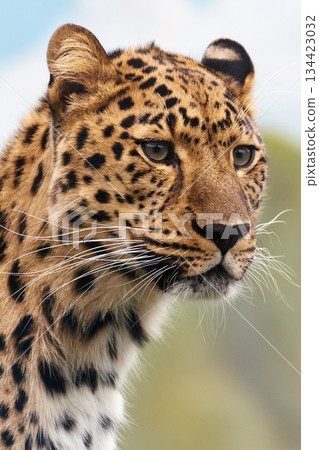 leopard portrait in zoo 134423032
