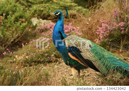 the peacock in the wild 134423042