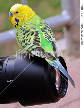 green parrot on the camera green parrot on the camera 134423062