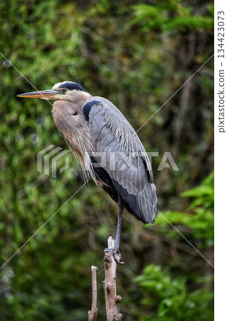 great blue heron standing on a log great blue heron standing on a log 134423073