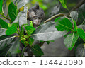 monkey on tree 134423090