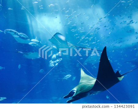 giant whale shark in the ocean 134423091