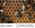bees on honeycells 134423092