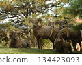 herd of sheep on a farm 134423093