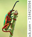 portrait of a green beetle 134423094