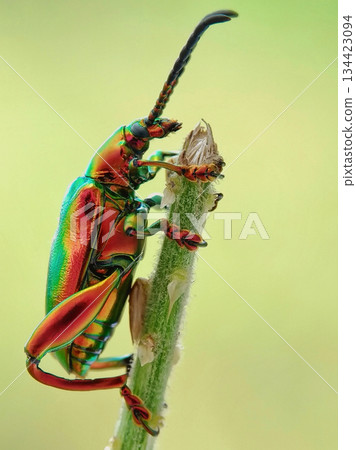 portrait of a green beetle portrait of a green beetle 134423094