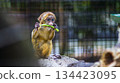 monkey in the zoo 134423095