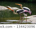 group of stork walking in a pond 134423096