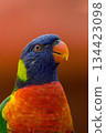 green parrot, lovely parrot, parrot, yellow 134423098
