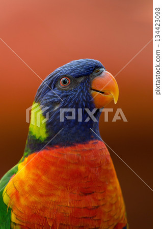 green parrot, lovely parrot, parrot, yellow 134423098