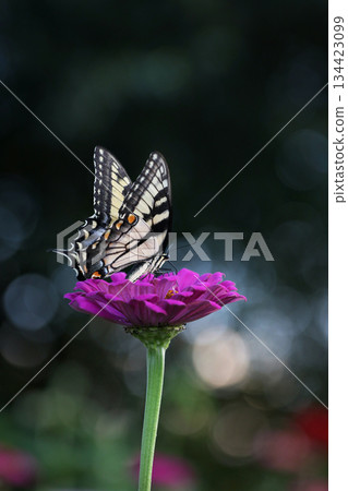beautiful butterfly in the garden 134423099