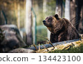 wild brown bear in a forest 134423100