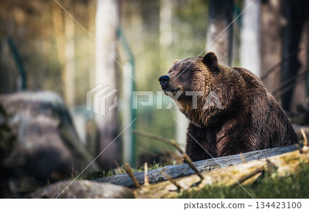 wild brown bear in a forest 134423100