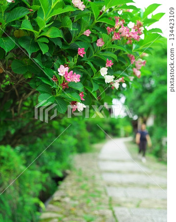Magome-juku, where Deutzia radiata blooms Magome-juku, where Deutzia radiata blooms 134423109