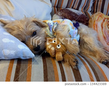 Cushion and dog Cushion and dog 134423389