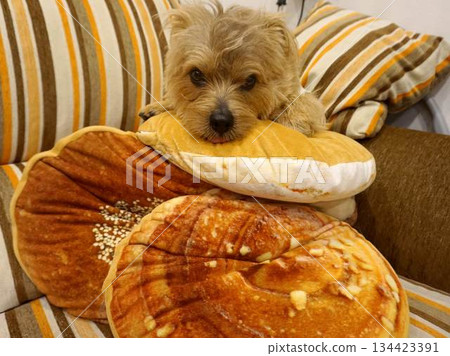 坐墊和狗 134423391