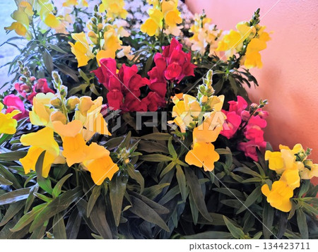 Beautifully blooming snapdragons 134423711