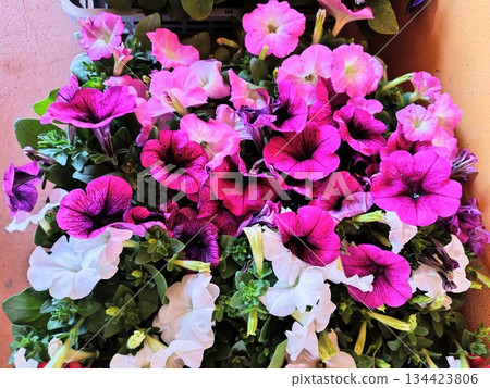 Vividly blooming colorful flowers Vividly blooming colorful flowers 134423806