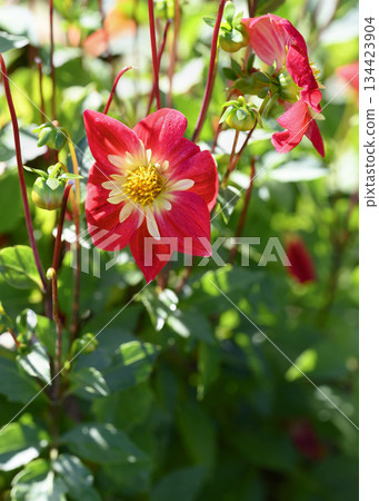 A close-up view of a red dahlia flower 134423904