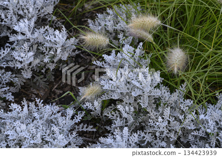Panicles of miscanthus and Silver Wormwood plants form a carpet of fancy leaves 134423939