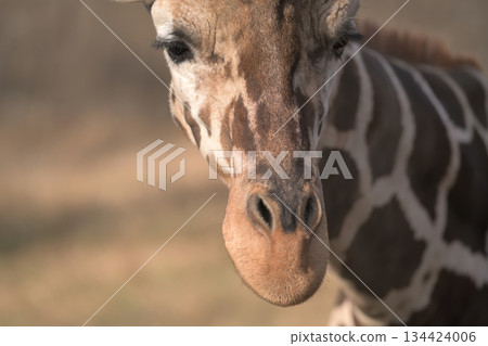 一幅麒麟肖像，它的鼻孔大小不一 134424006