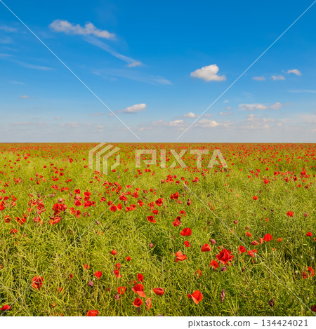 Vibrant Rapeseed Field with Wild Red Poppies Under Blue Sky Vibrant Rapeseed Field with Wild Red Poppies Under Blue Sky 134424021