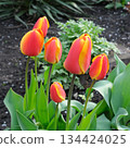 Vibrant Red and Yellow Tulips Blooming in a Spring Garden 134424025