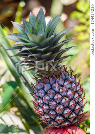 Pineaple Growing Wild in a Rainforest, Vietnam 134424230