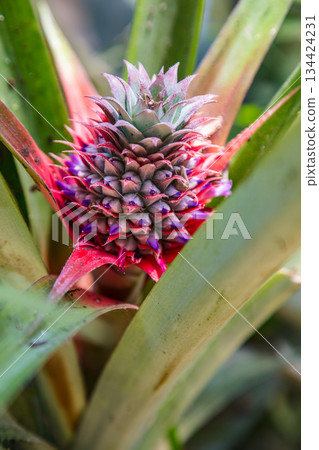 Pineaple Growing Wild in a Rainforest, Vietnam Pineaple Growing Wild in a Rainforest, Vietnam 134424231