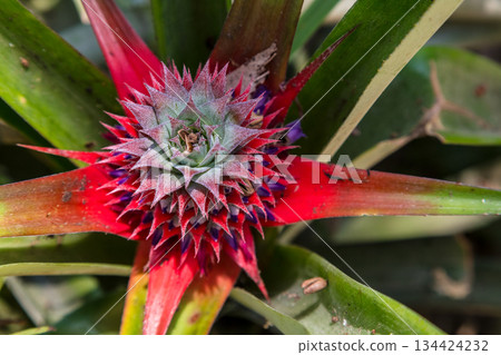 Pineaple Plant Growing Wild in a Rainforest, Vietnam 134424232