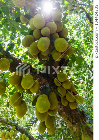 Durian Fruit on a Tree 134424235