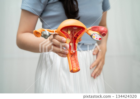 Uterus, Asian, woman holding human anatomy model. Uterus, Asian, woman holding human anatomy model. 134424320