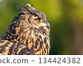 European Eagle Owl 134424382