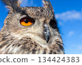 European Eagle Owl 134424383