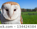 Barn Owl 134424384