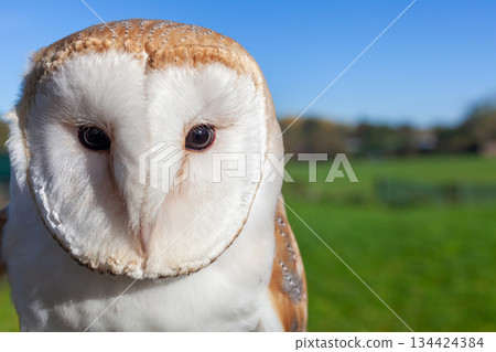 Barn Owl Barn Owl 134424384