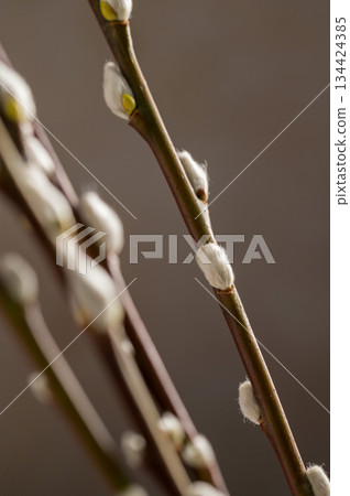 Spring background. Bunch of pussy willow branches twigs, copy space 134424385