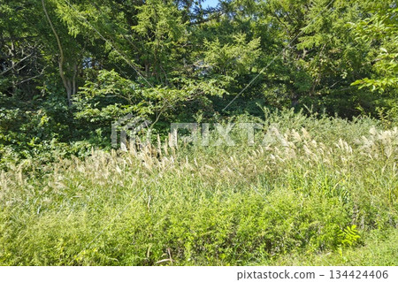 Trees shining in the sunlight in the afternoon 134424406