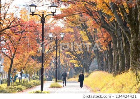 Autumn leaves lined the streets of Meijo Park in Nagoya Autumn leaves lined the streets of Meijo Park in Nagoya 134424421