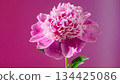 closeup of lively pink peony highlighting textured petals and smooth pink gradient backdrop 134425086