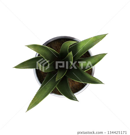 decorative flowers and plants for the interior, top view, isolated on transparent background, 3D illustration, cg render decorative flowers and plants for the interior, top view, isolated on transparent background, 3D illustration, cg render 134425171