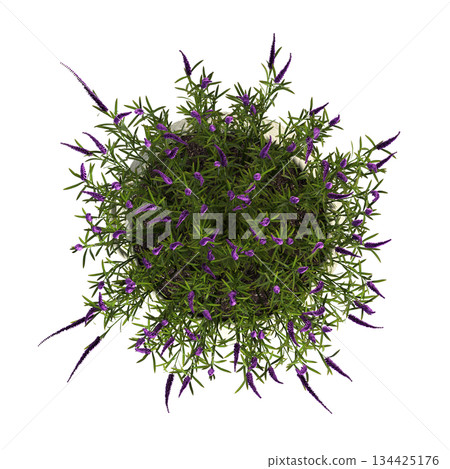 decorative flowers and plants for the interior, top view, isolated on transparent background, 3D illustration, cg render decorative flowers and plants for the interior, top view, isolated on transparent background, 3D illustration, cg render 134425176