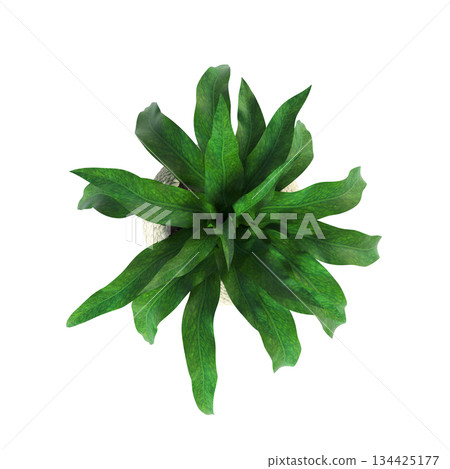 decorative flowers and plants for the interior, top view, isolated on transparent background, 3D illustration, cg render 134425177