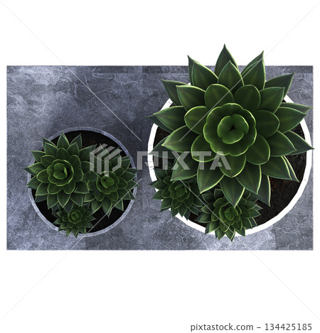 decorative flowers and plants for the interior, top view, isolated on transparent background, 3D illustration, cg render decorative flowers and plants for the interior, top view, isolated on transparent background, 3D illustration, cg render 134425185